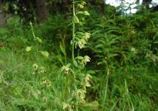 Kýchavice Lobelova (Veratrum lobelianum) -  Fotografie převzaty od rodiny Riegerových=).