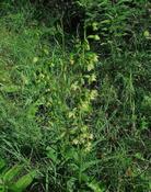 Kýchavice Lobelova (Veratrum lobelianum) - Fotografie převzaty od rodiny Riegerových=).