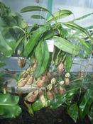Láčkovka Rafflesova (Nepenthes rafflesiana)