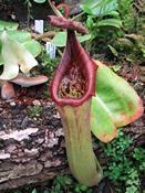 Nepenthes truncata  (Nepenthes truncata)