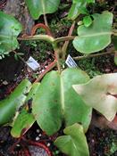 Nepenthes truncata  (Nepenthes truncata)