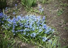 Ladoňka dvoulistá (Scilla bifolia)