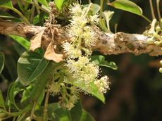 Líčidlo (Phytolacca dioica)