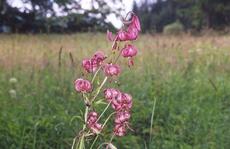 Lilie zlatohlavá (Lilium martagon) - Fotografie převzata od rodiny Riegerových=).