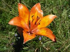 Lilie cibulkonosná (Lilium bulbiferum)