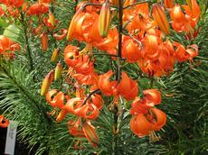 Lilie Davidova (Lilium davidii)