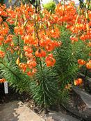 Lilie Davidova (Lilium davidii)