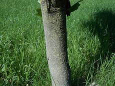 Liliovník tulipánokvětý (Liriodendron tulipifera)