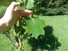 Liliovník tulipánokvětý (Liriodendron tulipifera)