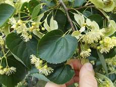 Lípa srdčitá (Tilia cordata)