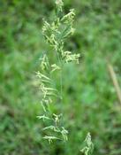 Lipnice luční (Poa pratensis)