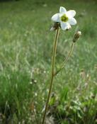 Lomikámen zrnatý (Saxifraga granulata)