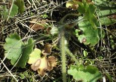 Lomikámen zrnatý (Saxifraga granulata)