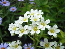 Lomikámen vždyživý (Saxifraga paniculata)