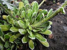 Lomikámen vždyživý (Saxifraga paniculata)