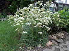 Lomikámen vždyživý (Saxifraga paniculata)