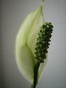 Lopatkovec (Spathiphyllum floribundum)