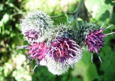 Lopuch plstnatý (Arctium tomentosum)