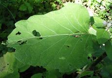 Lopuch plstnatý (Arctium tomentosum)