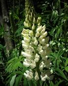 Lupina mnoholistá (Lupinus polyphyllus)