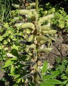 Lupina mnoholistá (Lupinus polyphyllus)