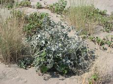 Máčka přímořská (Eryngium maritimum)