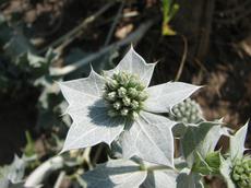 Máčka přímořská (Eryngium maritimum)