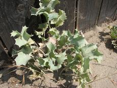 Máčka přímořská (Eryngium maritimum)