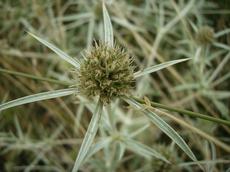 Máčka ladní (Eryngium campestre)