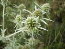 Máčka ladní (Eryngium campestre)