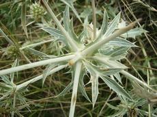 Máčka ladní (Eryngium campestre)