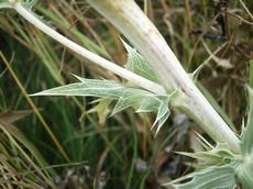 Máčka ladní (Eryngium campestre)