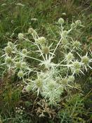 Máčka ladní (Eryngium campestre)