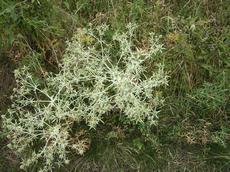 Máčka ladní (Eryngium campestre)