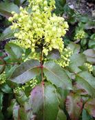 Mahonie cesmínolistá (Mahonia aquifolium)