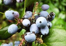 Mahonie cesmínolistá (Mahonia aquifolium)