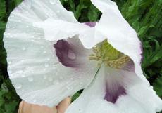 Mák setý (Papaver somniferum)