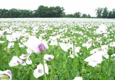 Mák setý (Papaver somniferum)