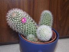 Mammillaria backebergiana (Mammillaria backebergiana)