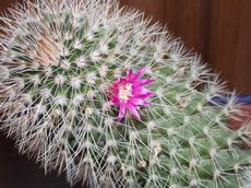 Mammillaria backebergiana (Mammillaria backebergiana)