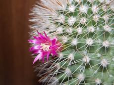 Mammillaria backebergiana (Mammillaria backebergiana)