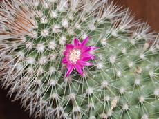 Mammillaria backebergiana (Mammillaria backebergiana)