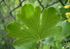 Meruzalka zlatá (Ribes aureum)