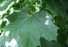 Javor mléč (Acer platanoides)