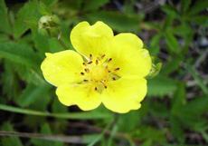 Mochna plazivá (Potentilla reptans)