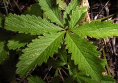 Mochna plazivá (Potentilla reptans)