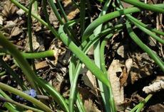 Modřenec hroznatý (Muscari racemosum)