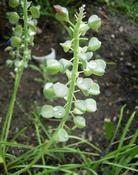 Modřenec hroznatý (Muscari racemosum)