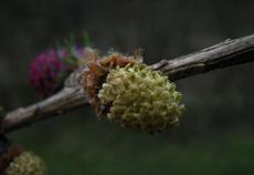 Modřín opadavý (Larix decidua)