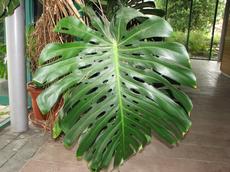 Monstera skvostná (Monstera deliciosa)